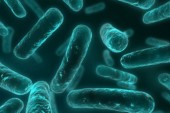 Detectan un gen que podría hacer que una bacteria sea resistente a todos los antibióticos