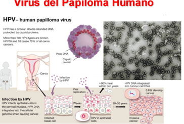 El enigmático papiloma virus humano