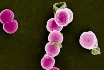 La OMS advierte que la sífilis y la gonorrea podrían quedar sin tratamiento por el aumento de resistencias a los antibióticos