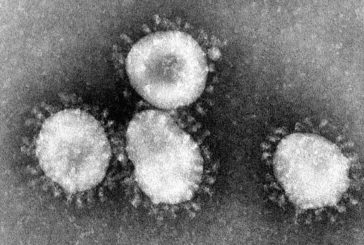 Corona-Virus / La lujuria por la plaga